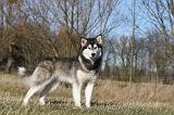 ALASKAN MALAMUTE 893